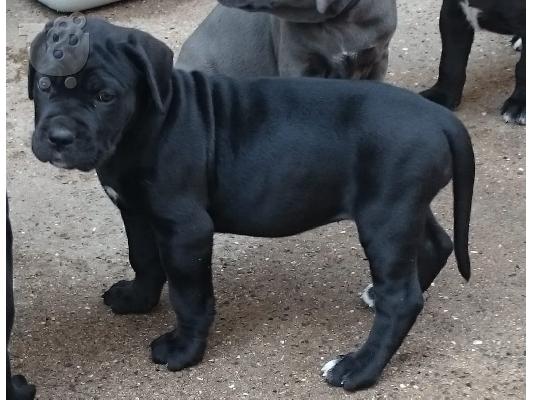 CANE CORSO ITALIANO